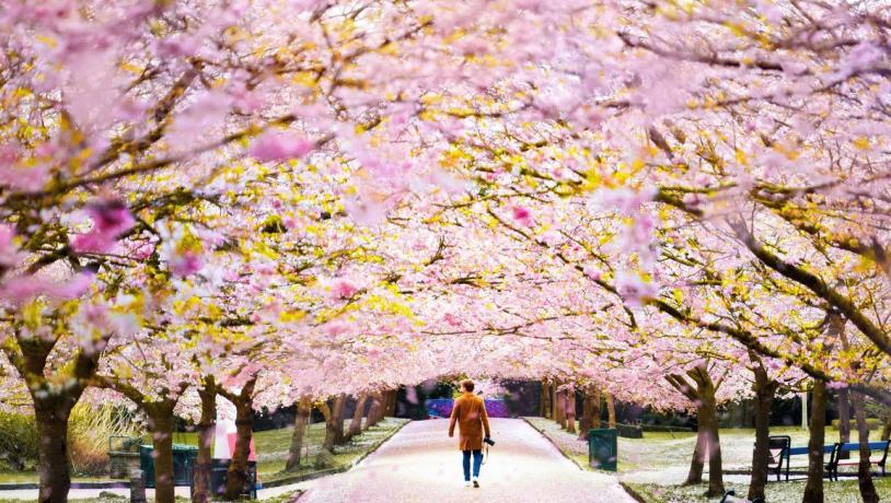 Cherry blossom dating site in Vancouver
